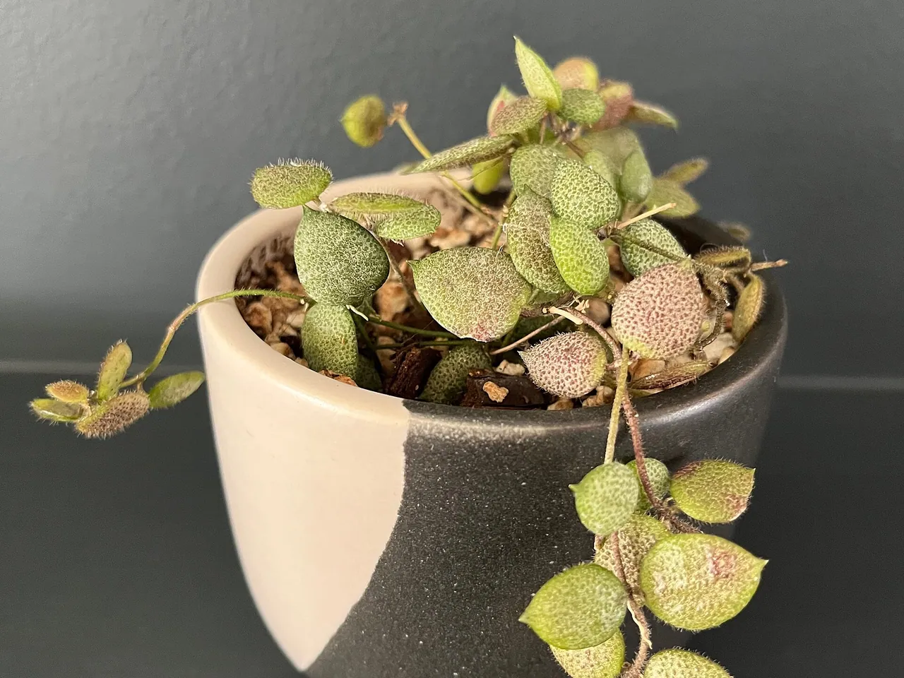 Dischidia hirsuta