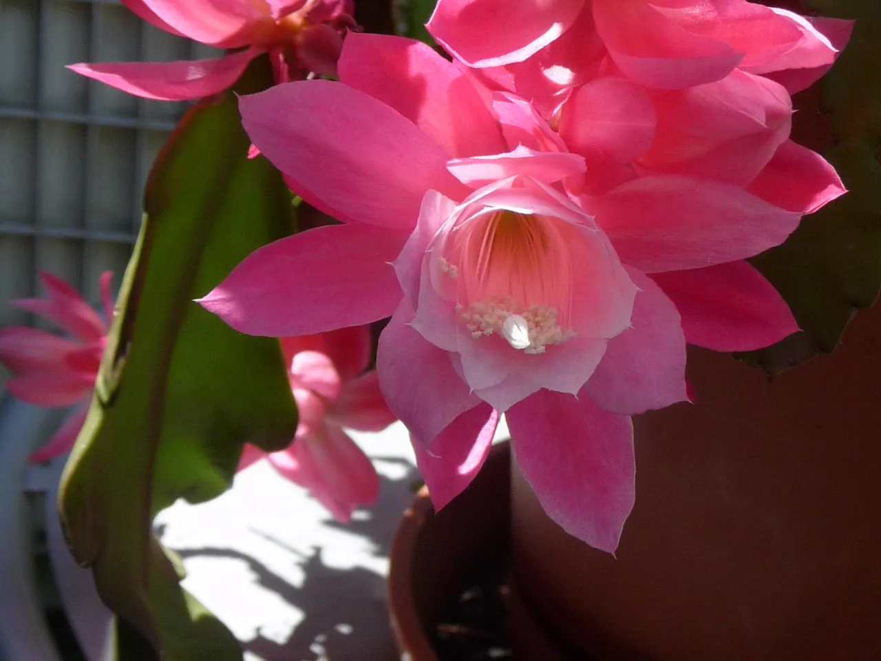 Disocactus phyllanthoides