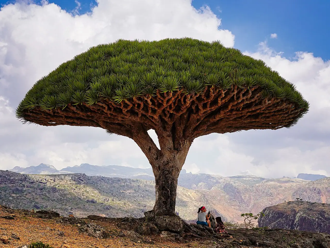Dracaena cinnabari