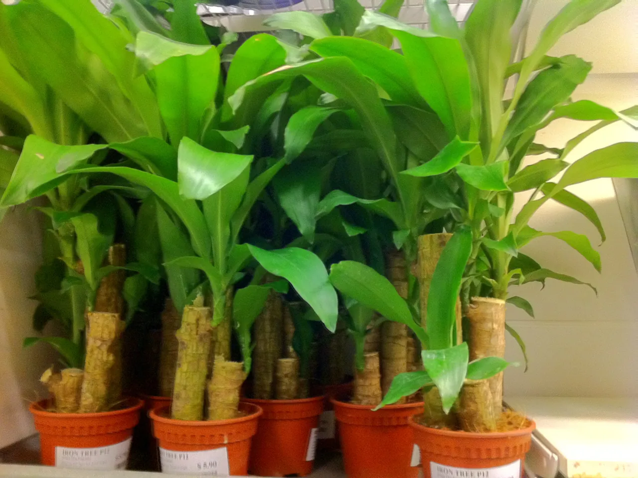 Corn plant