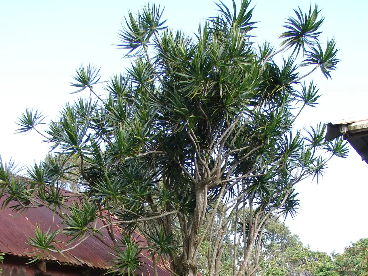 Dragon tree