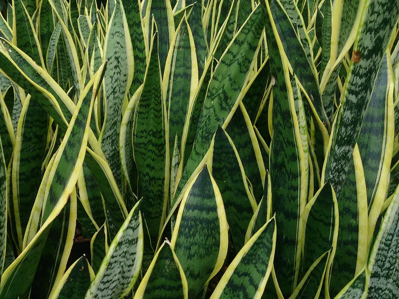 Snake plant (Dracaena)