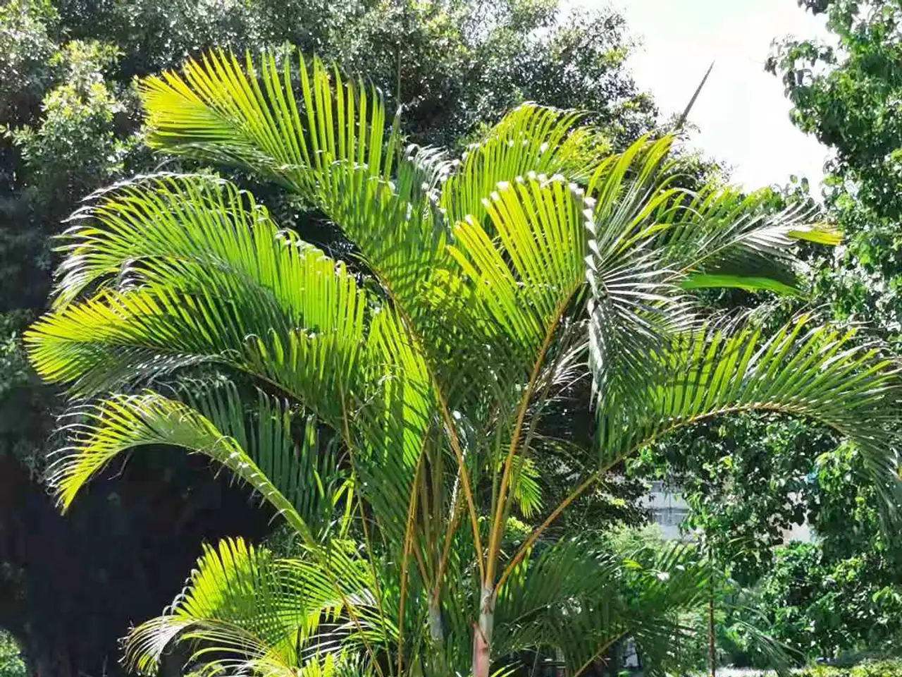 Areca palm