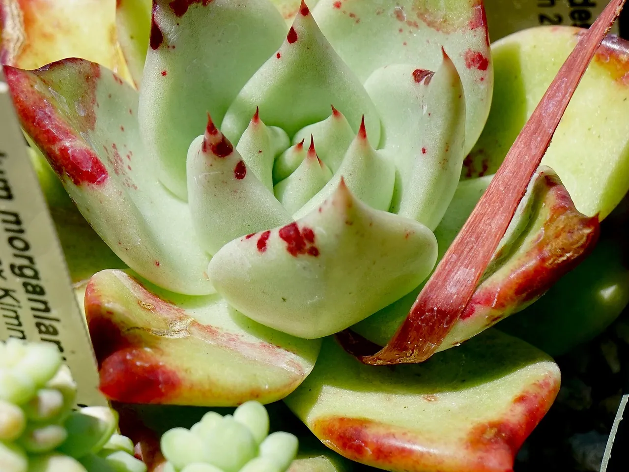 Echeveria agavoides