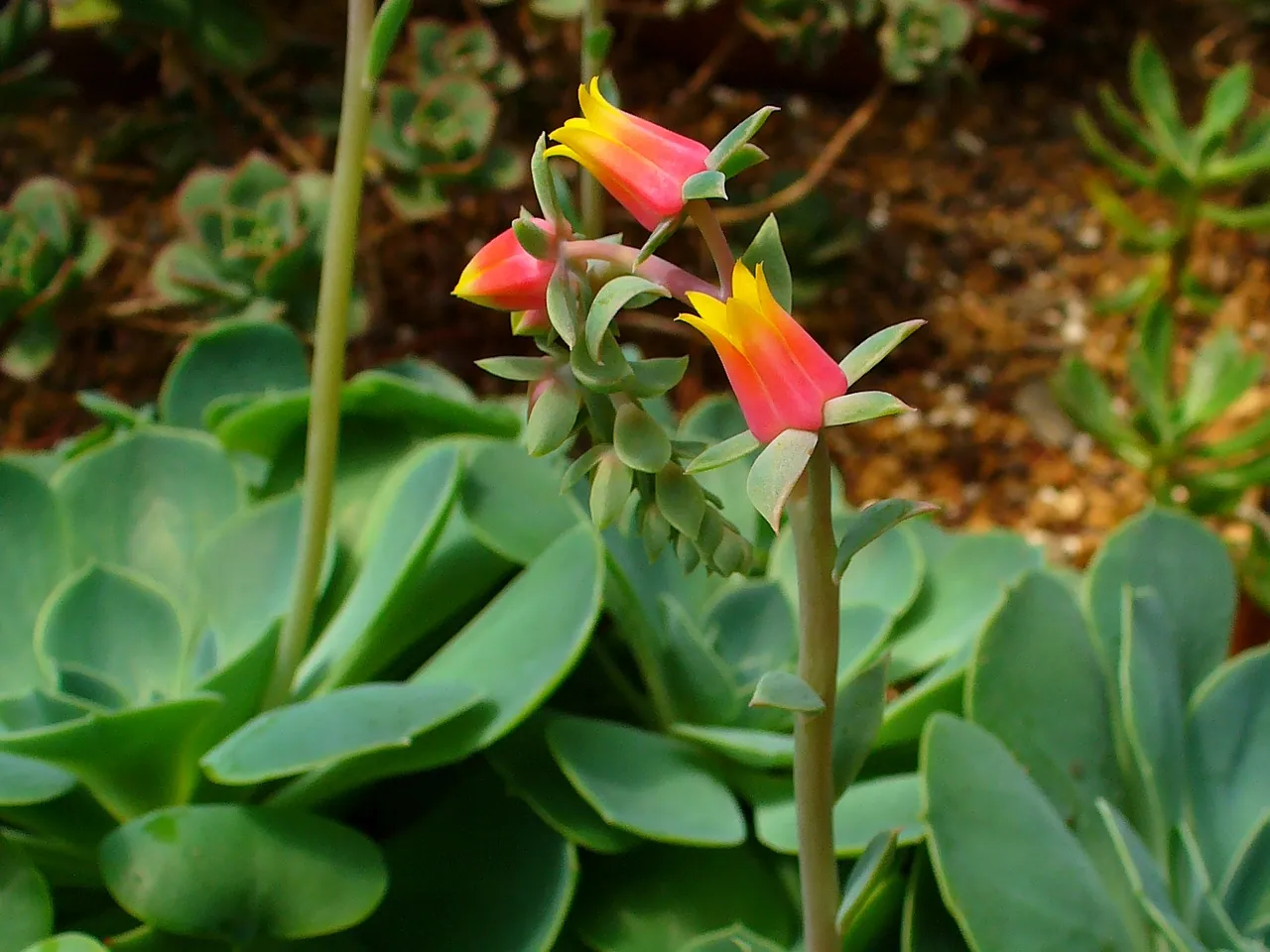 Echeveria gibbiflora