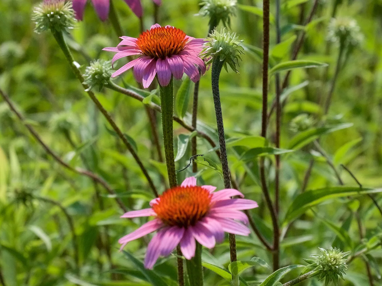 Coneflower