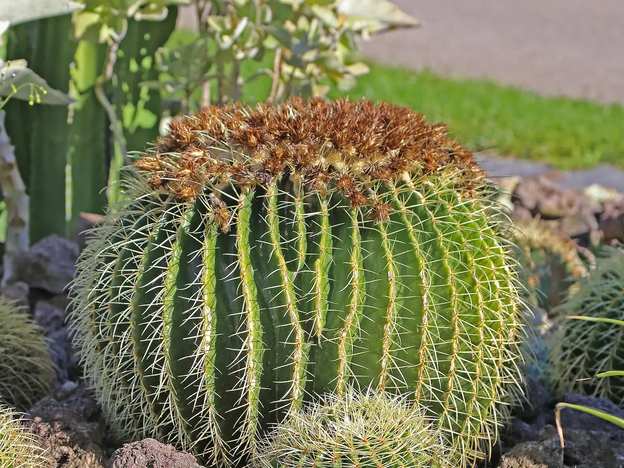 Golden barrel cactus