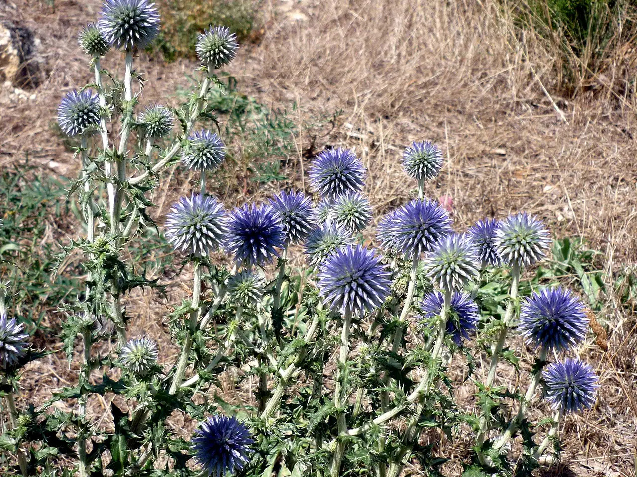 Echinops ritro