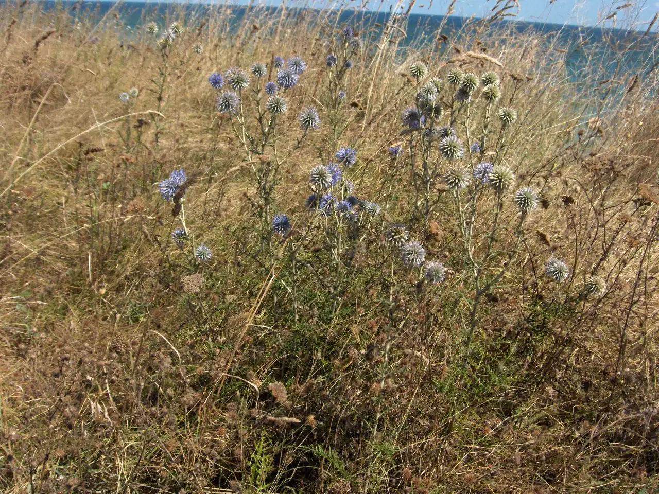 Echinops ruthenicus