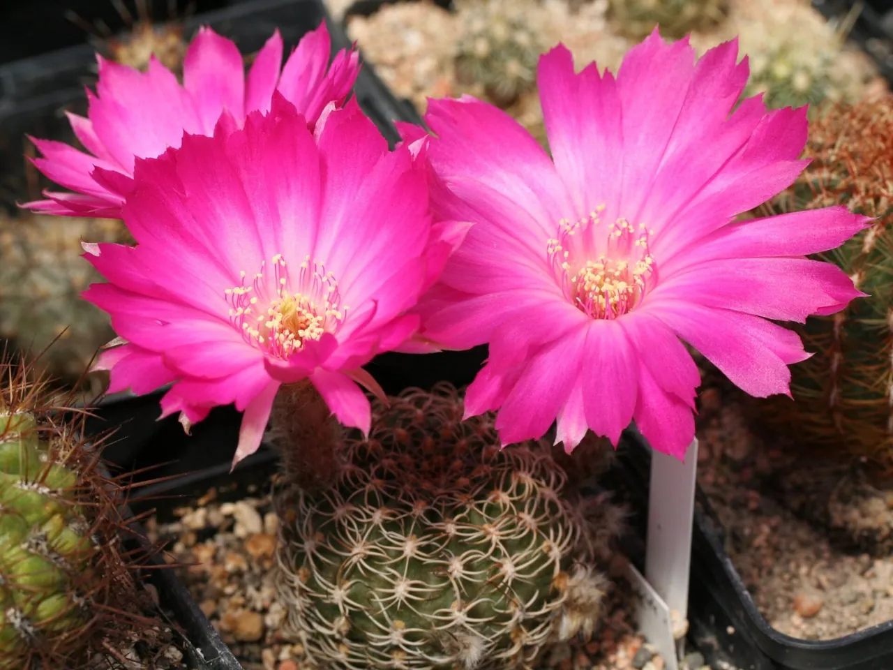 Echinopsis backebergii