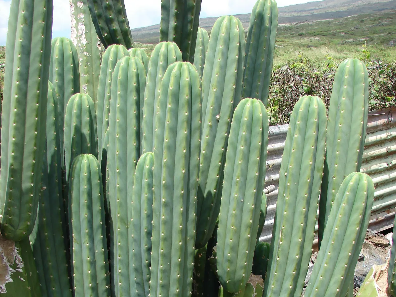 San Pedro