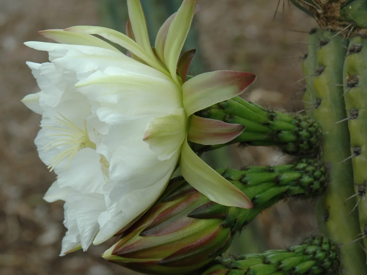 Echinopsis peruviana