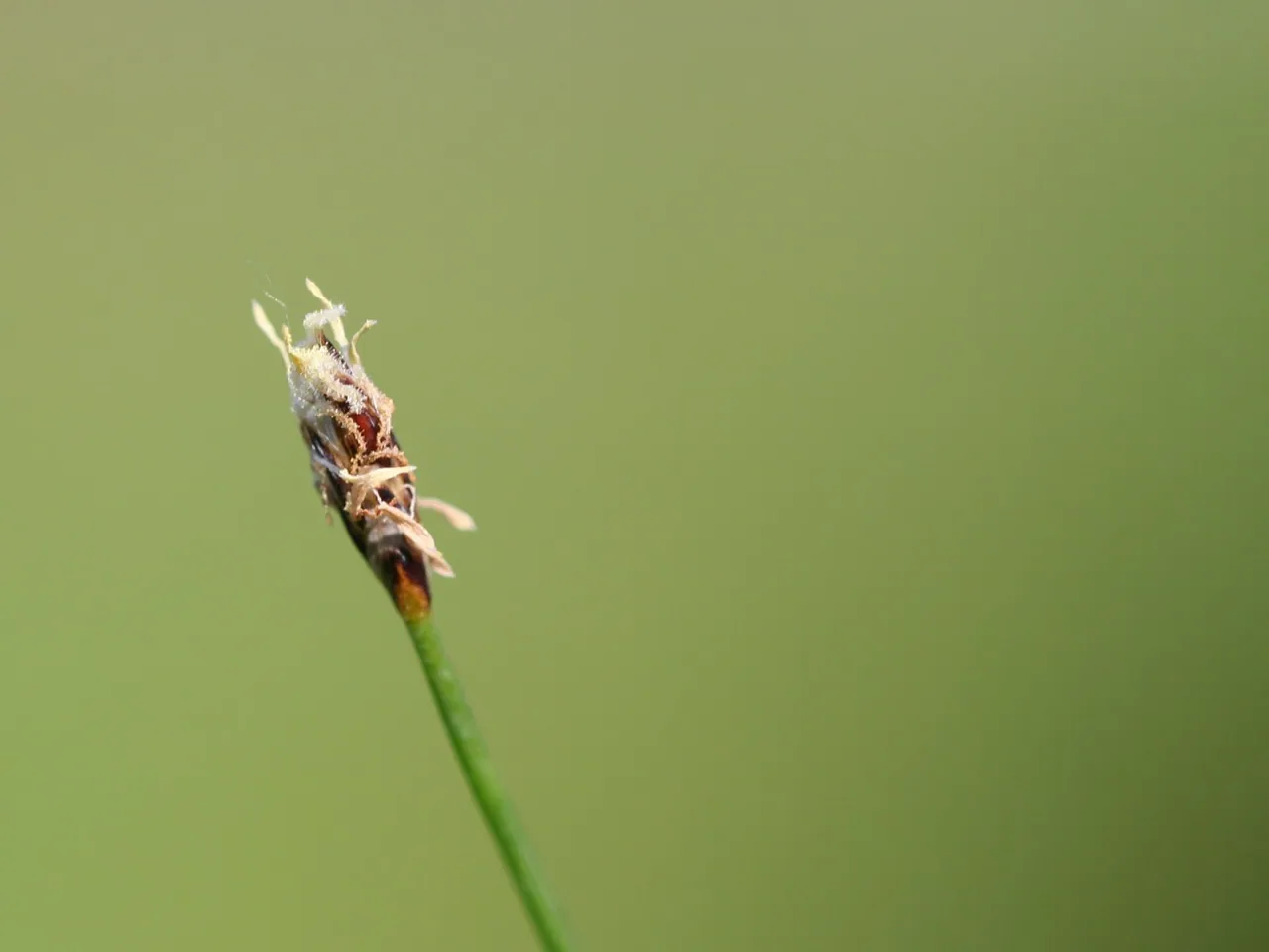 Eleocharis acicularis