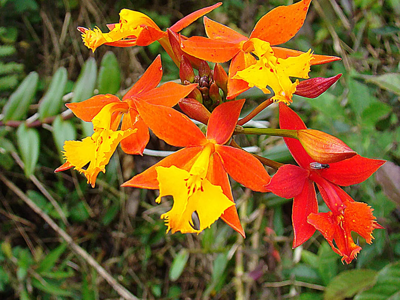 Epidendrum radicans