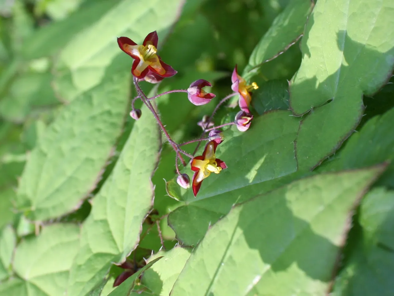 Epimedium alpinum