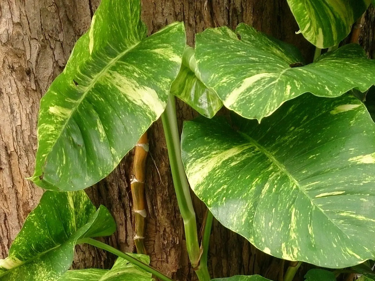 Golden pothos