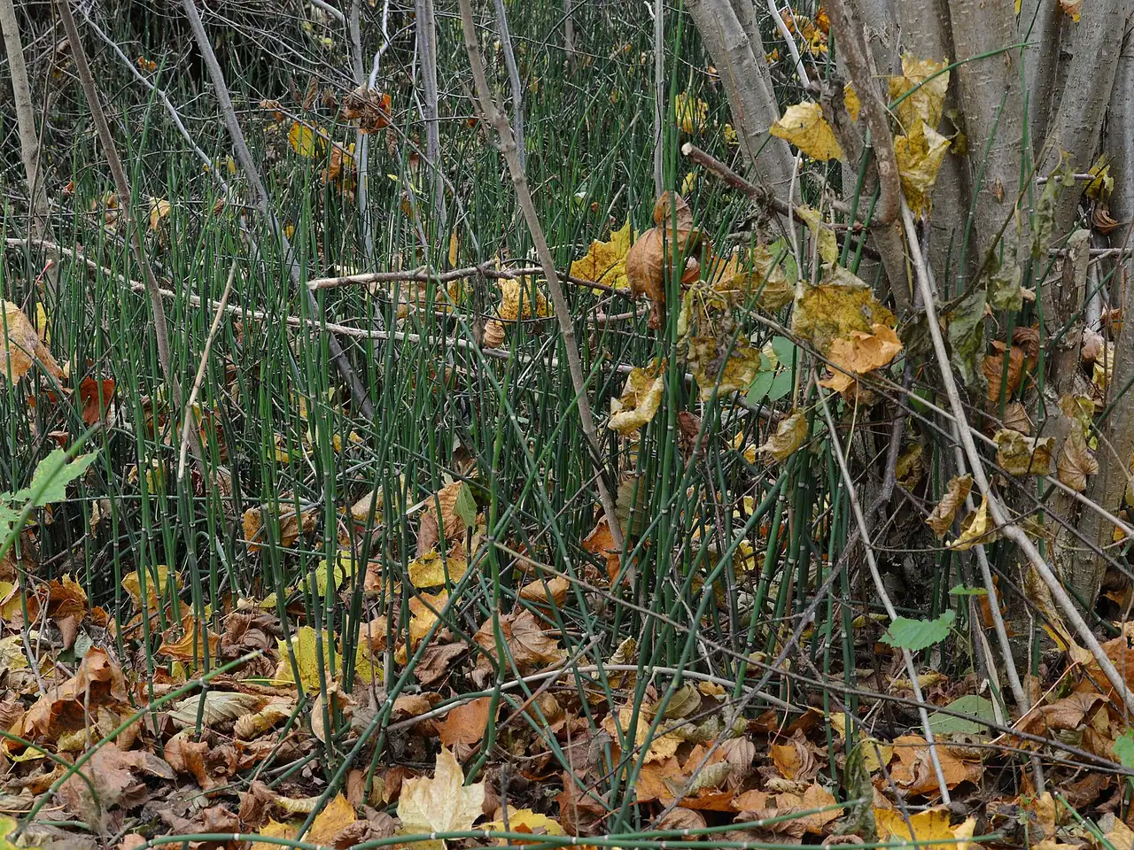 Rough horsetail