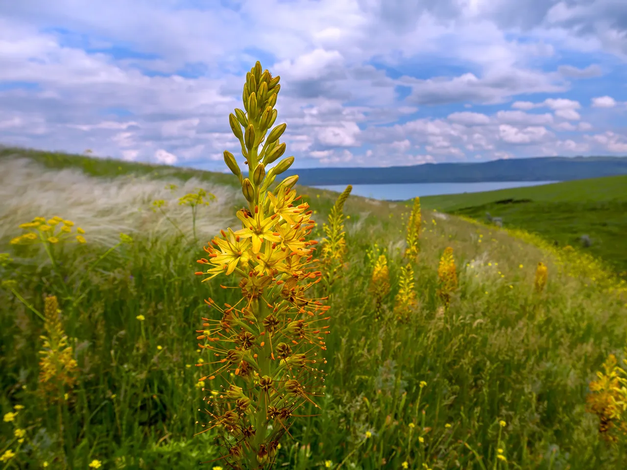 Eremurus spectabilis
