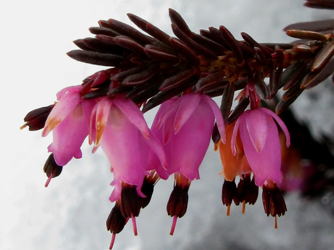 Winter heath
