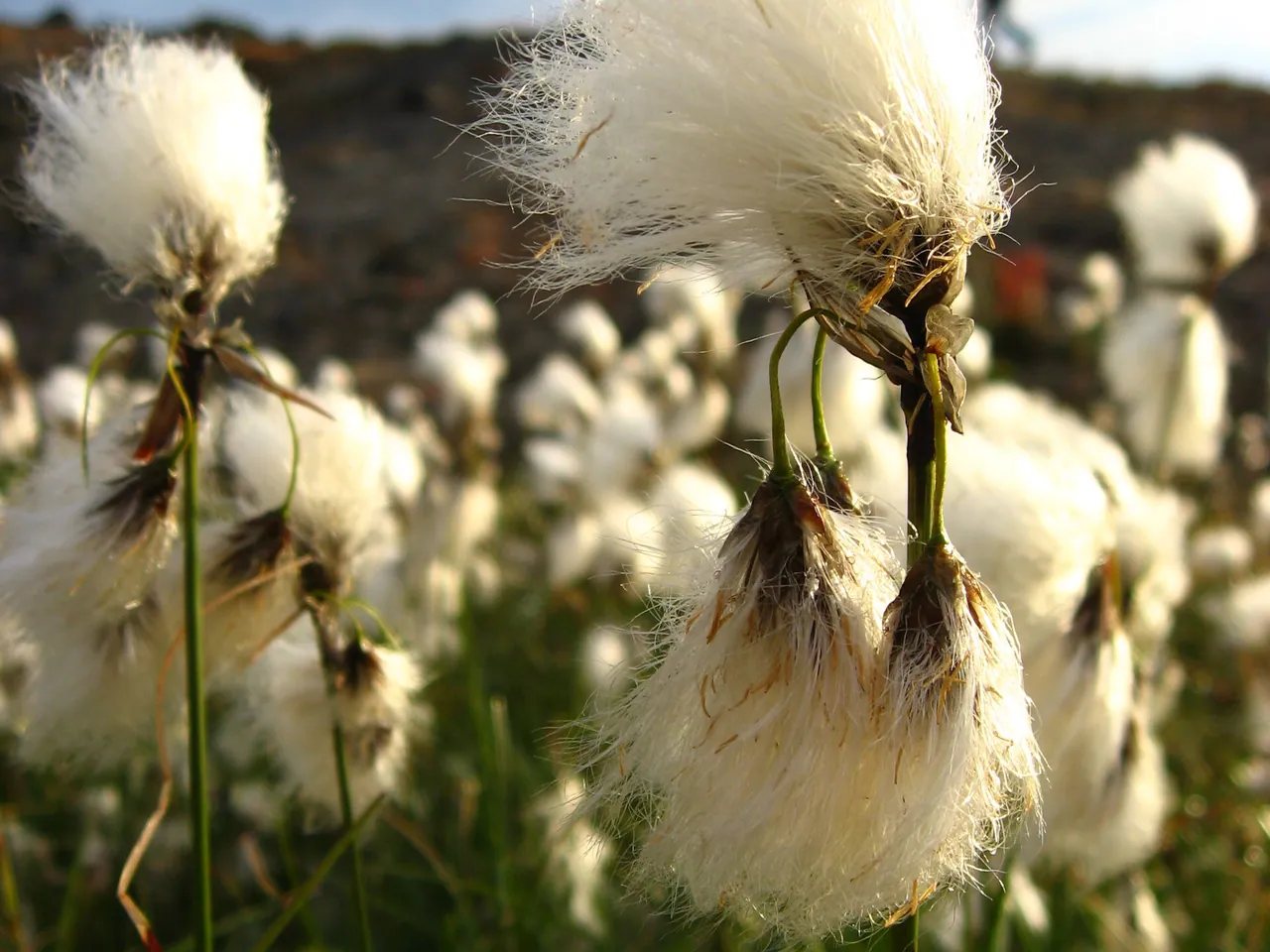 Bog cotton