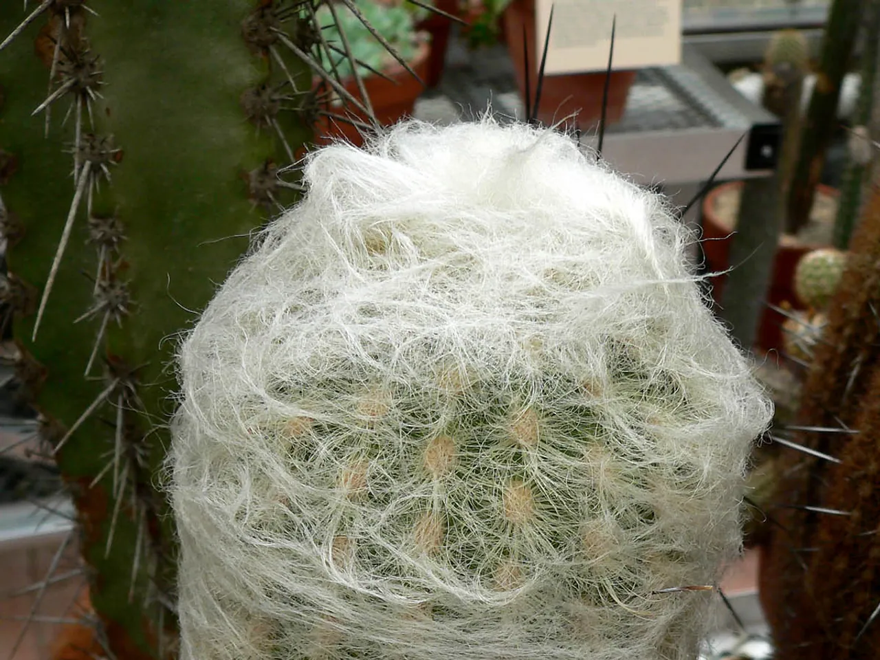 Wollige pruikcactus