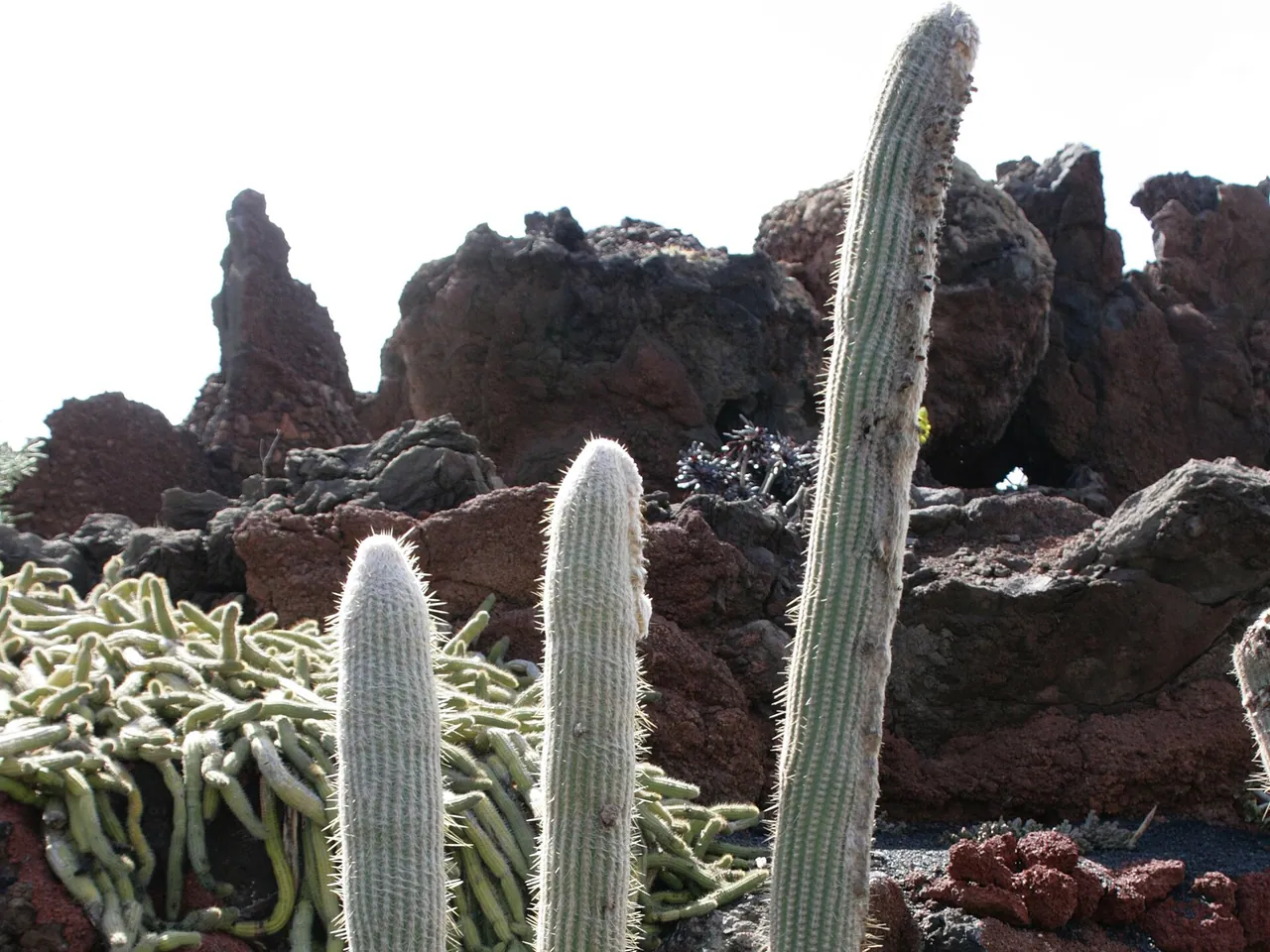 Espostoa melanostele