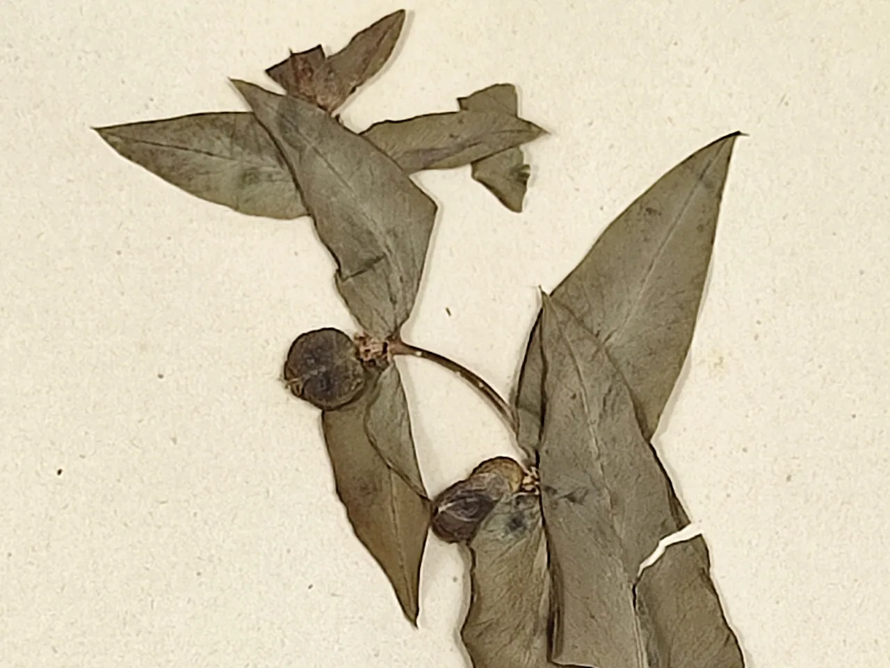 Caper Spurge