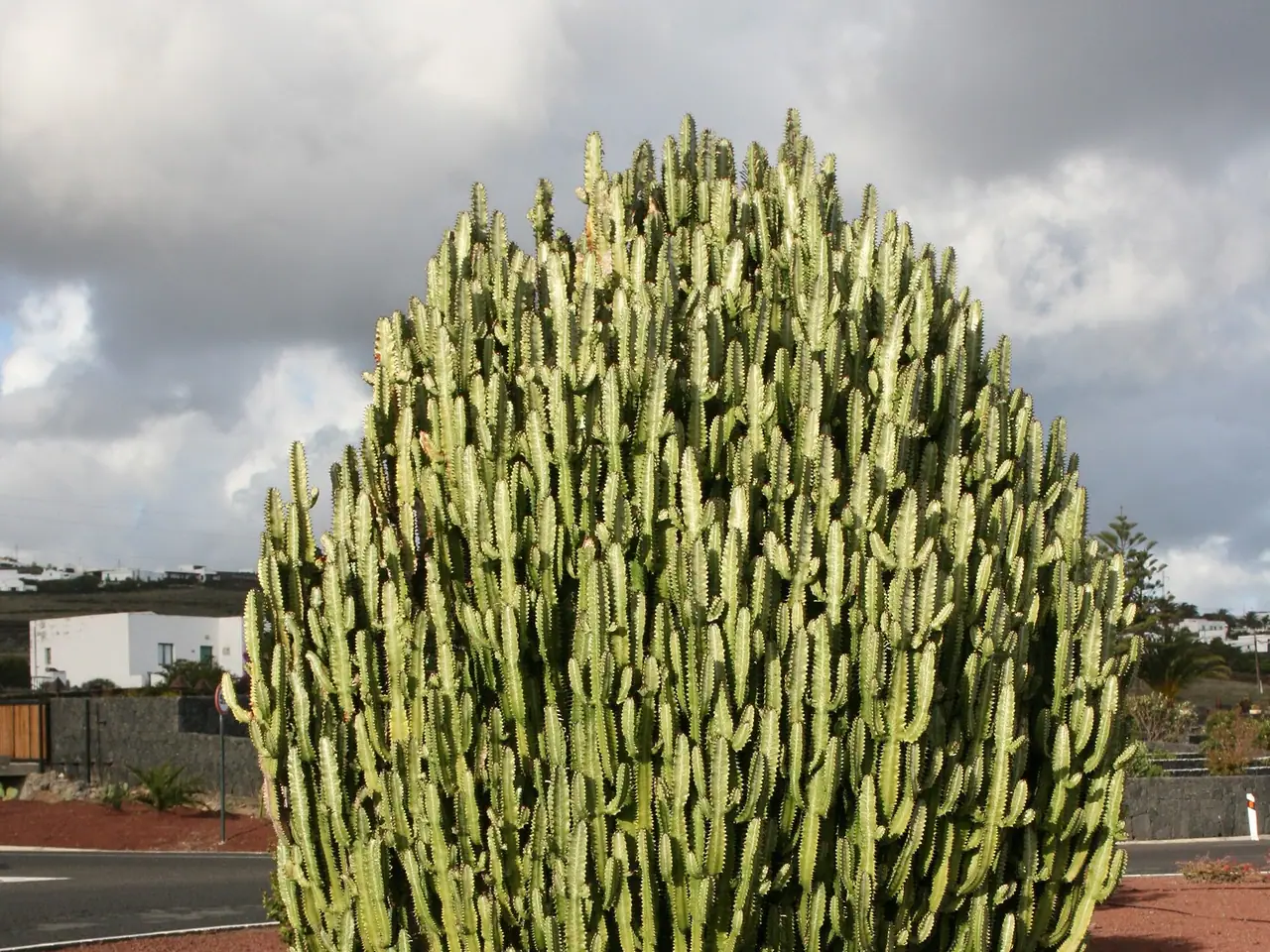 African milk tree