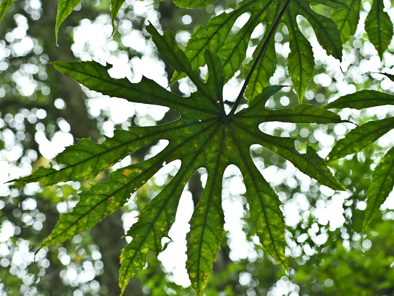 Fatsia polycarpa