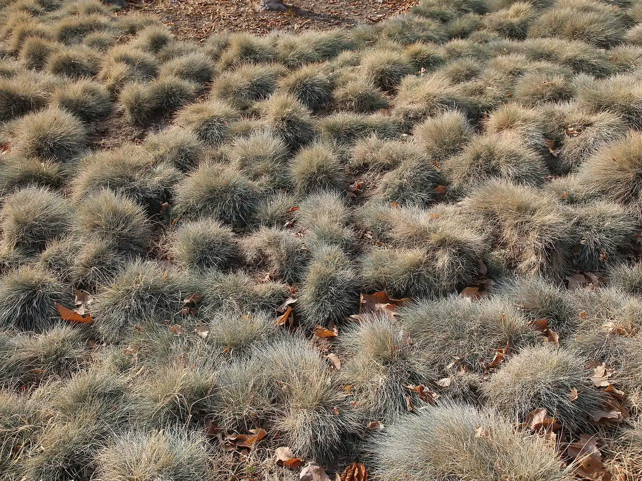 Festuca glauca