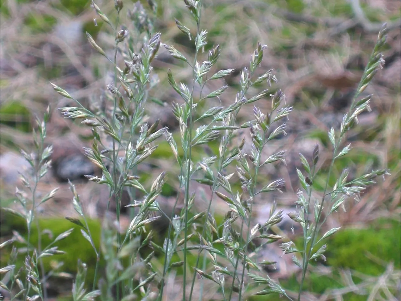 Festuca ovina