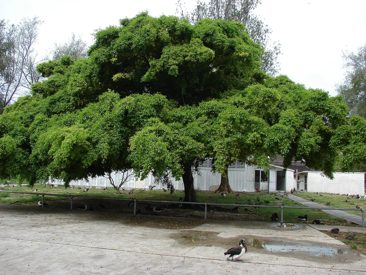 Weeping fig