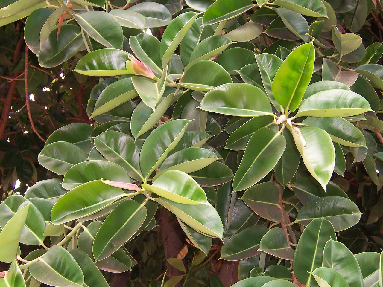 Rubber plant