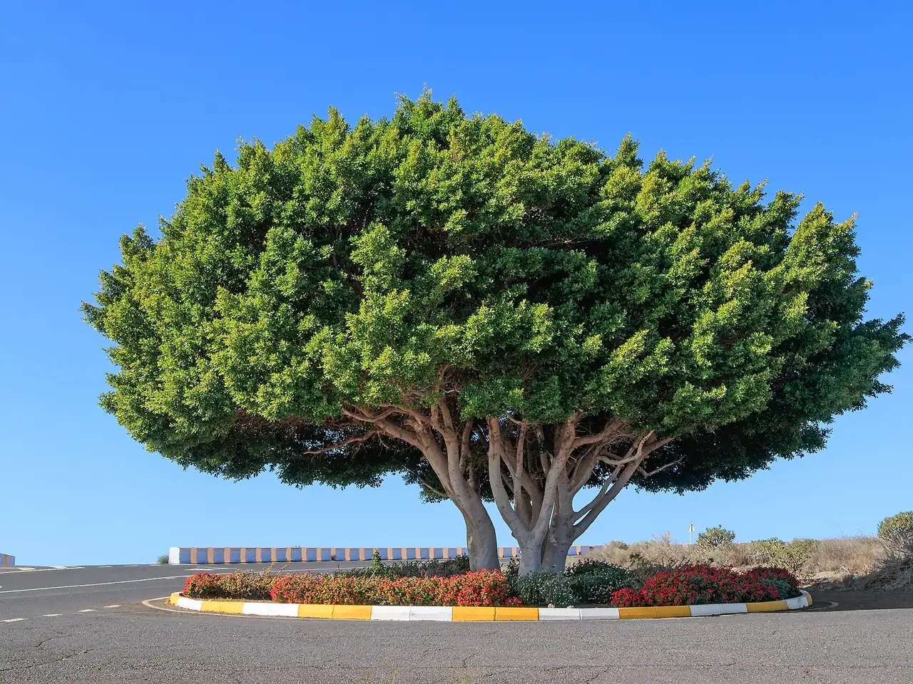 Chinese banyan