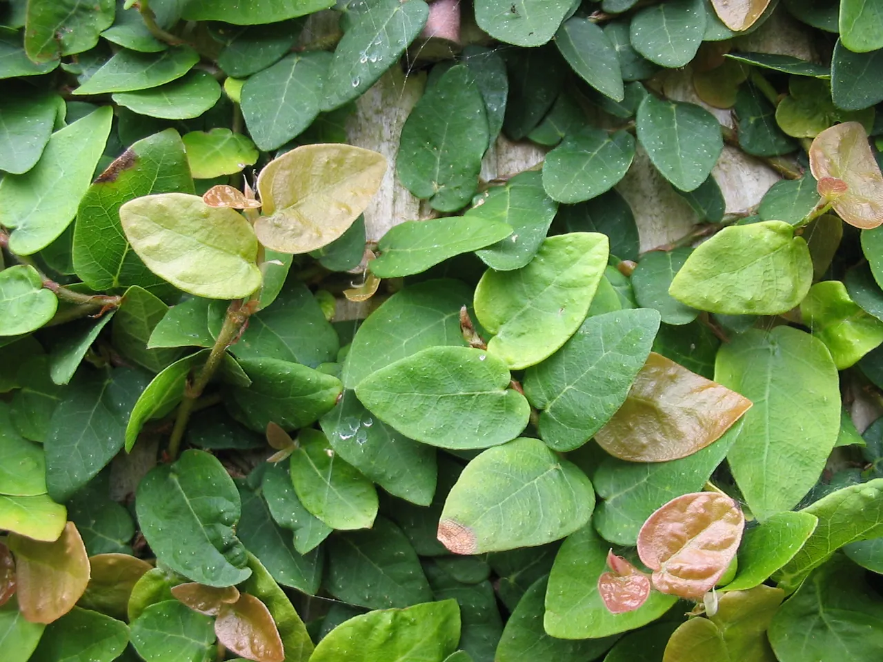 Creeping fig