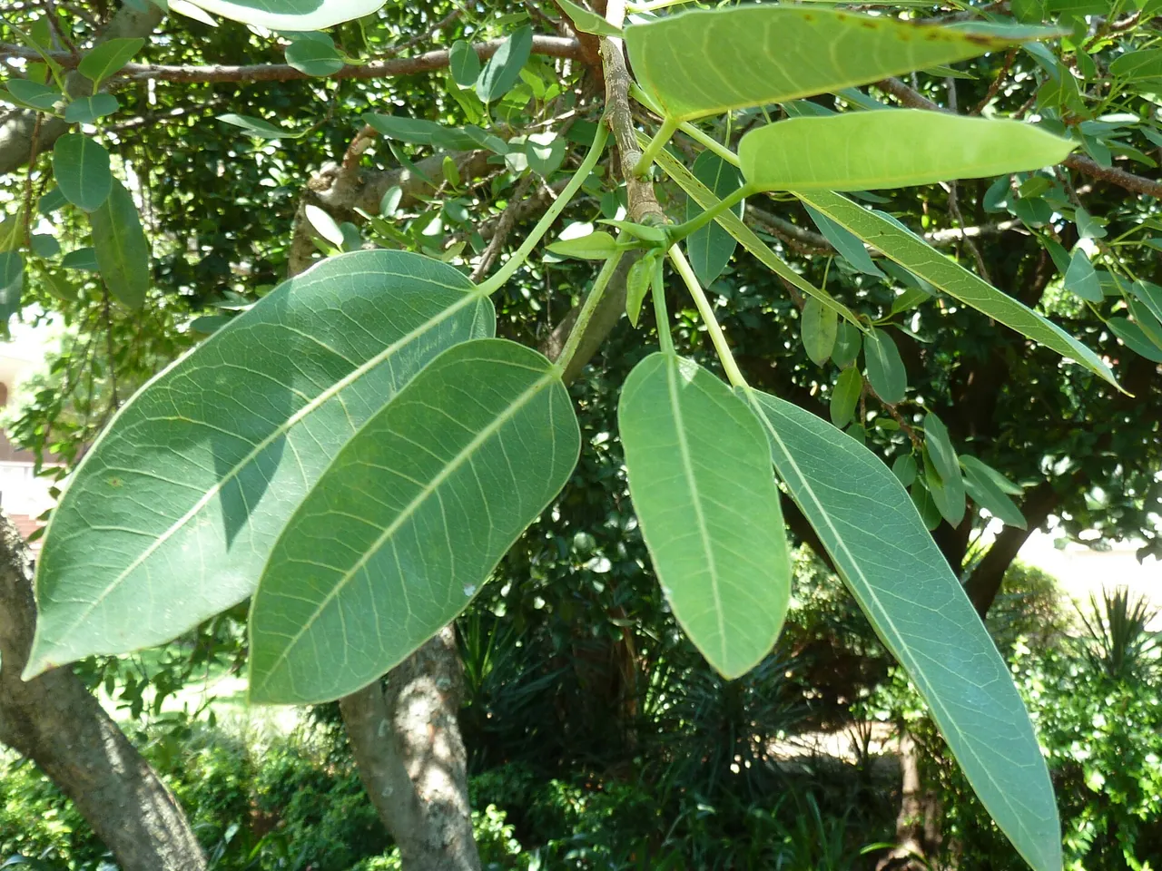 Wonderboom fig