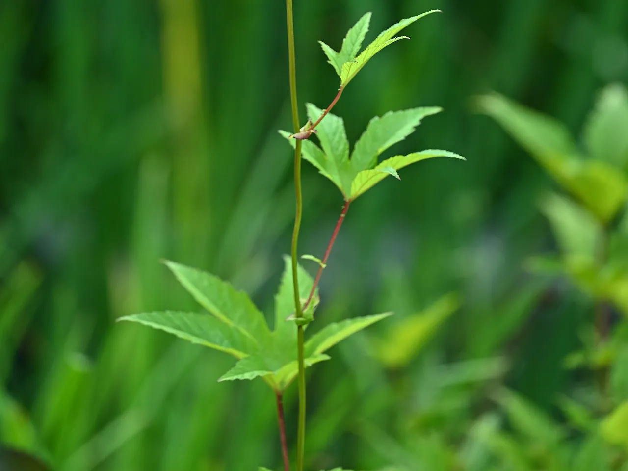 Spiraea lobata