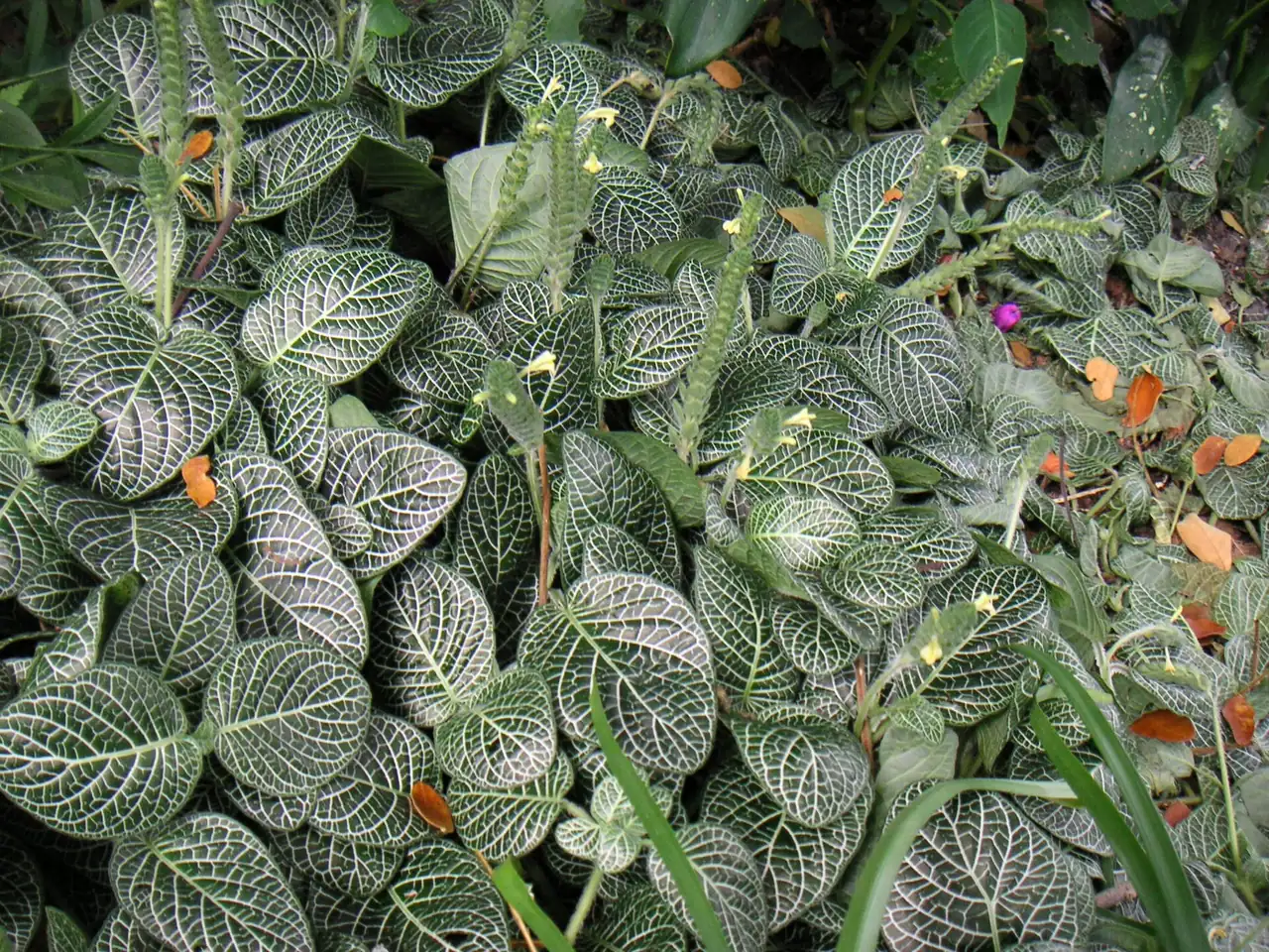 Nerve plant