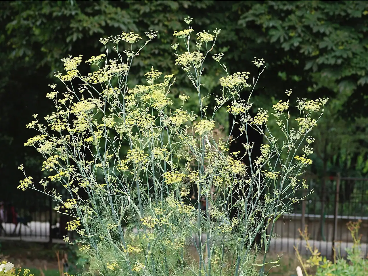 Fennel