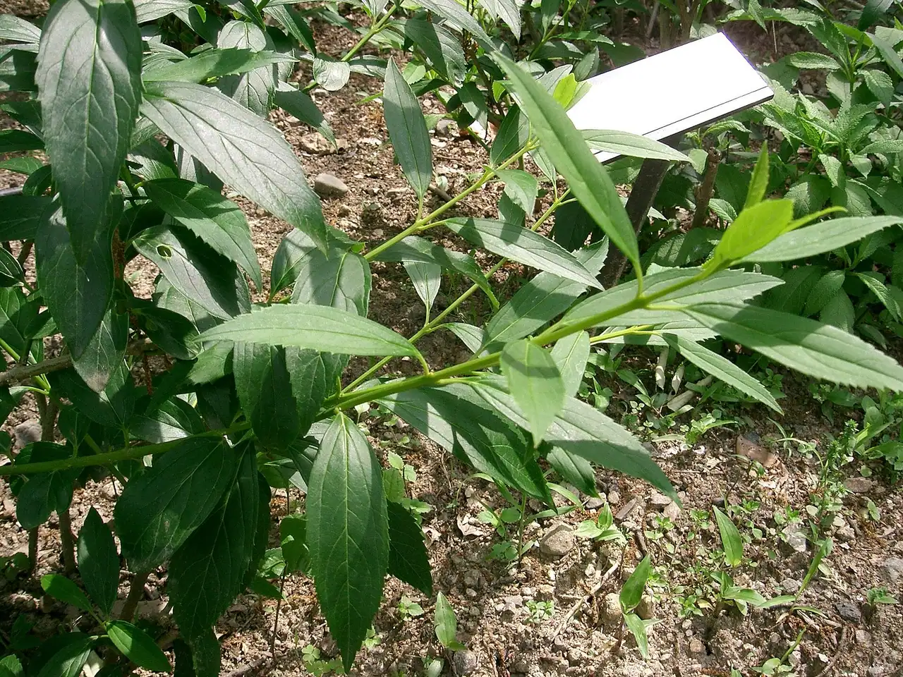 Forsythia suspensa