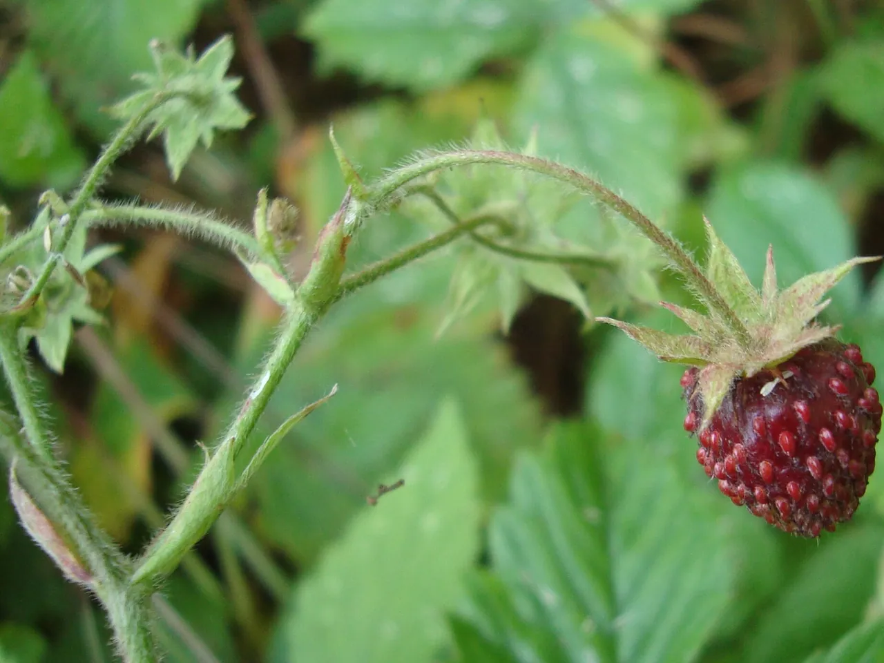 Hautbois Strawberry