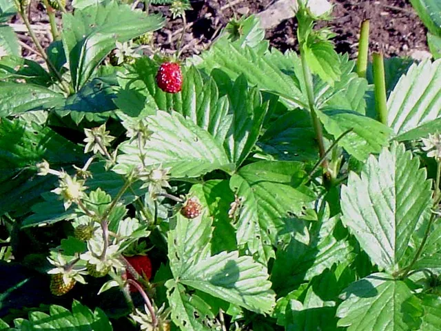 Alpine strawberry