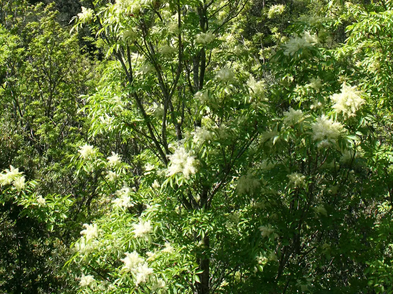 Manna ash