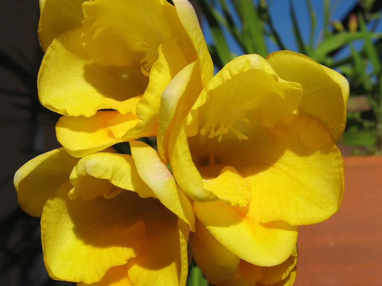 Freesia refracta