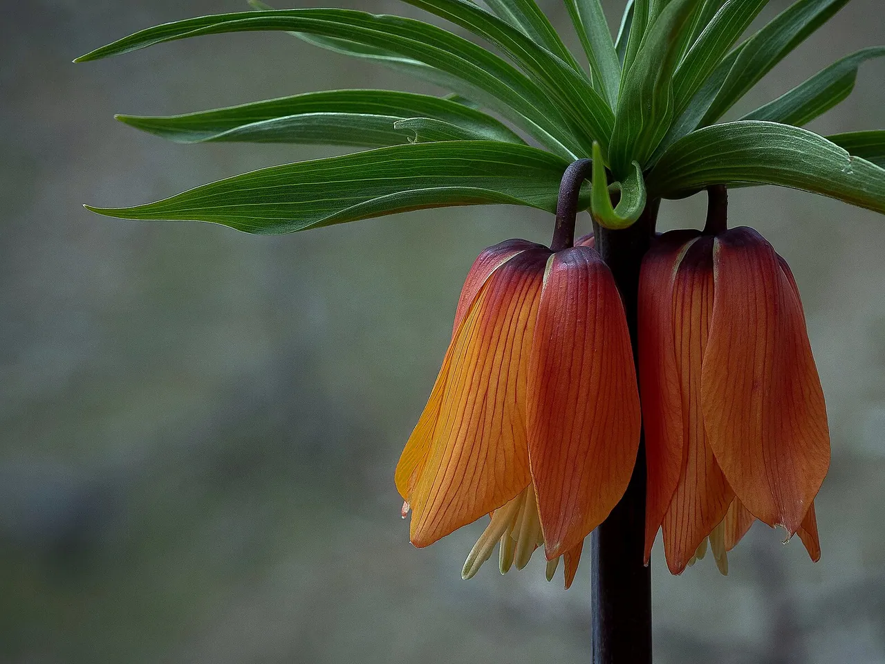 Fritillaria imperialis