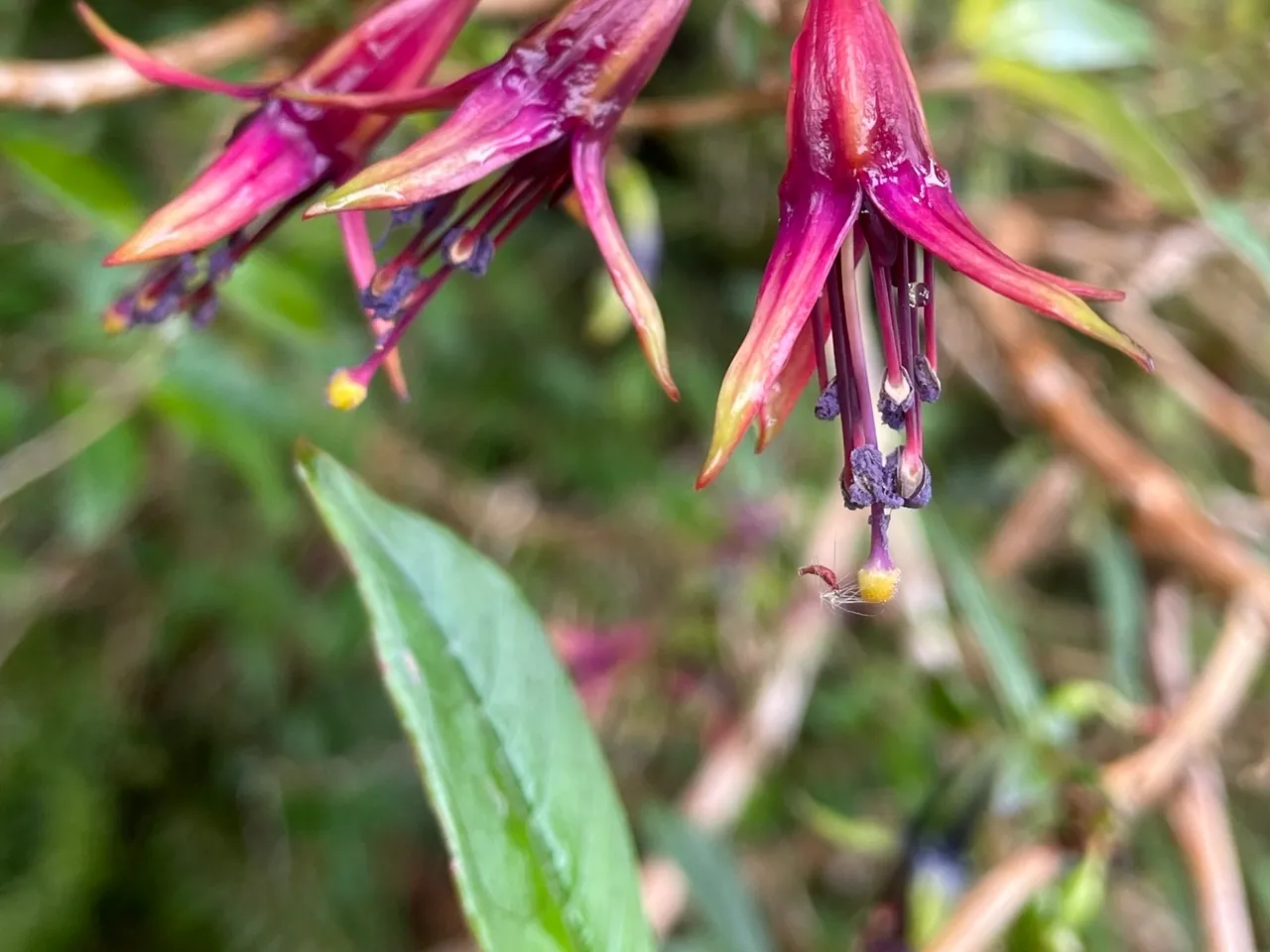New Zealand fuchsia