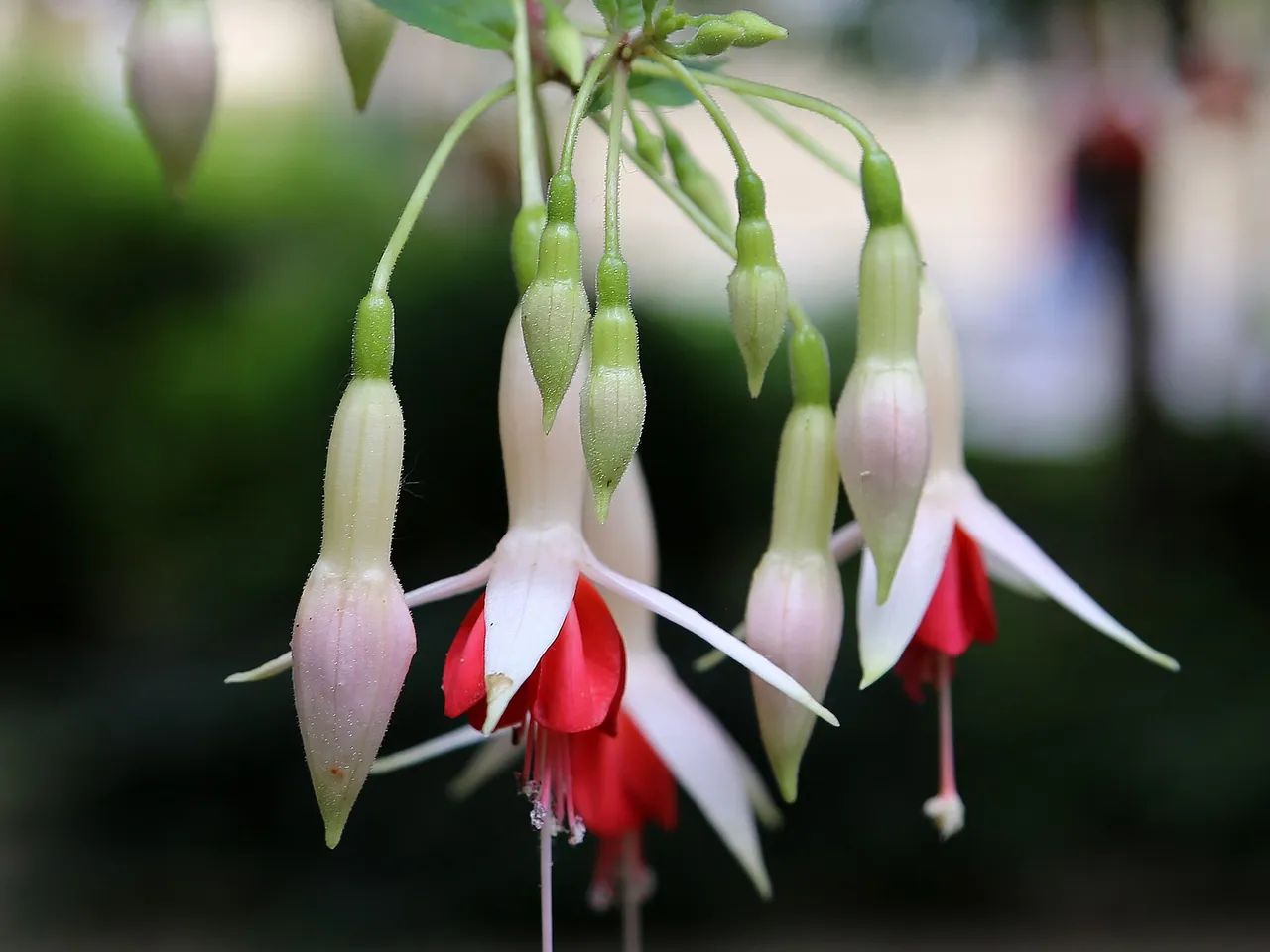 Fuchsia magellanica