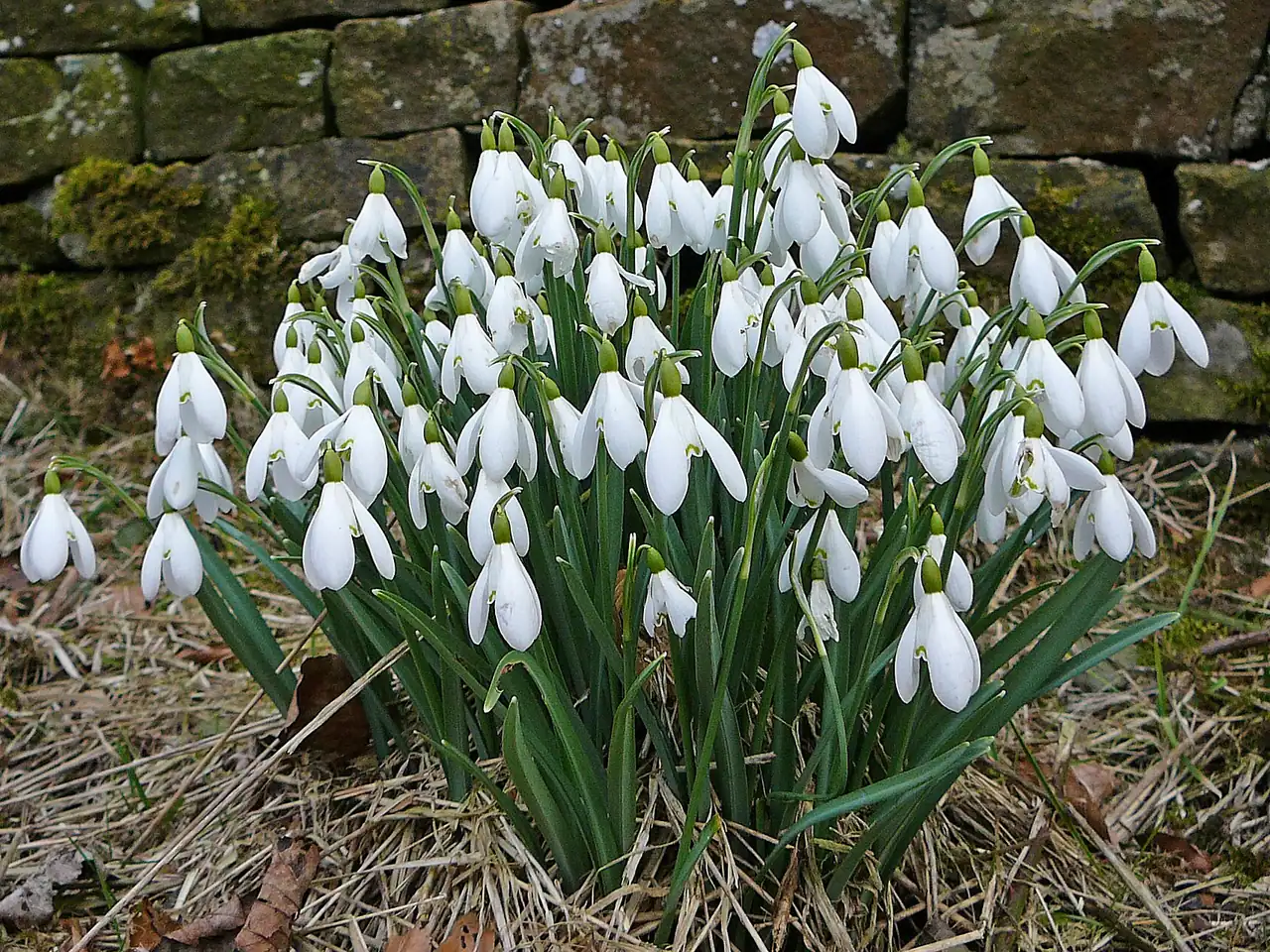 Common snowdrop