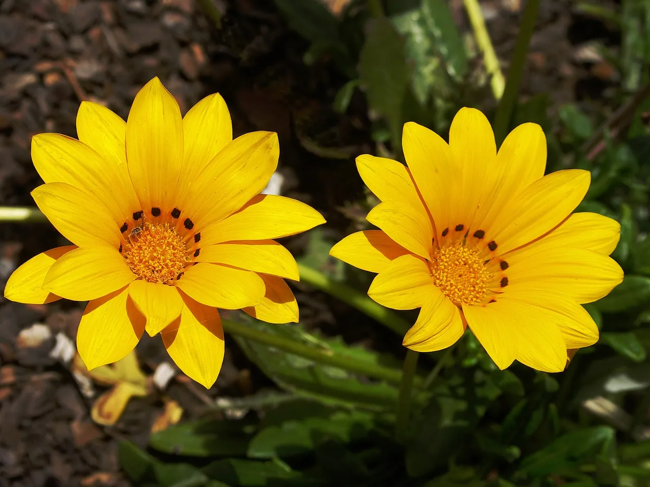 Treasure flower