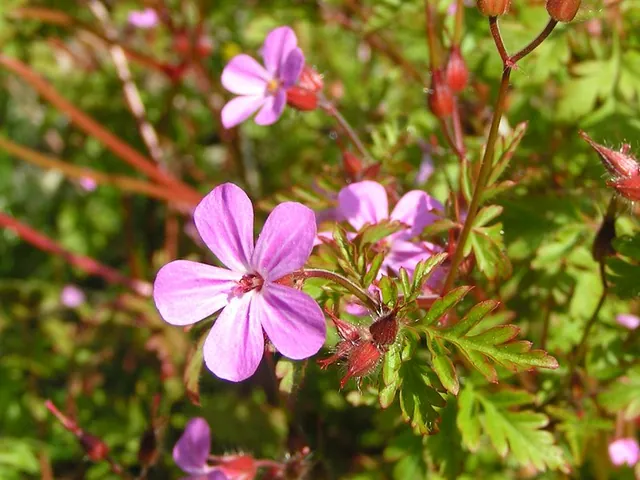 Bloodwort